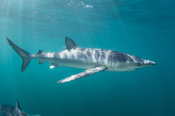 Obraz premium Blue Shark in Atlantic Ocean