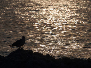 Sonnenuntergang an der Ostsee mit Silhouetten