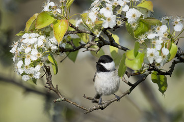 Obraz na płótnie Canvas A Carolina Chickadee sits on a branch on a bright sunny day on a branch of spring white flowers and bright green leaves.