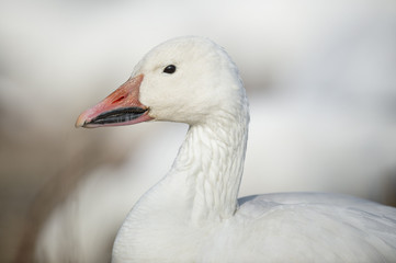 A close up portrait of a Snow Goose in a field of thousands of other snow geese on an overcast winter afternoon.