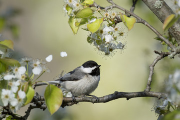 A Carolina Chickadee sits on a branch on a bright sunny day on a branch of spring white flowers and bright green leaves with some petals in the air.