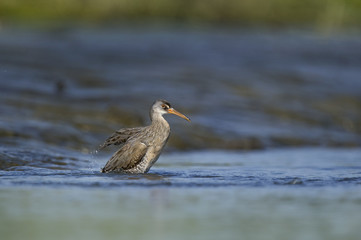 A Clapper Rail flaps around and looks funny as it bathes in a shallow river of bright blue water on a very sunny morning.