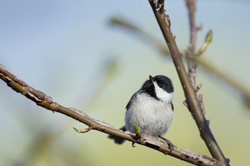 A Carolina Chickadee sits on a branch on a bright sunny day with a curious look to it.
