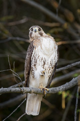 A Red-tailed Hawk sits on a branch with one foot raised in while staring right at the camera.