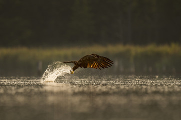 A juvenile Bald Eagle grabs a fish out of the water with a large splash as the early morning sun shines from behind the bird.