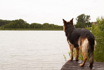 owczarek niemiecki patrzący na wodę © winiar