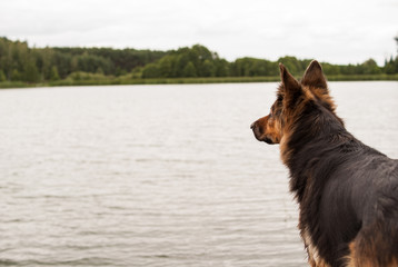 owczarek niemiecki patrzący na wodę © winiar