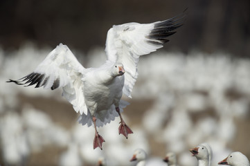 A Snow Goose flies in to land in a field filled with snow geese on an overcast winter day.