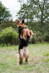 owczarek niemiecki stojący na dwóch łapach © winiar