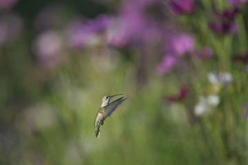 A Ruby-throated Hummingbird hovers in space in front of a colorful background pink, white and red flowers on a sunny morning.