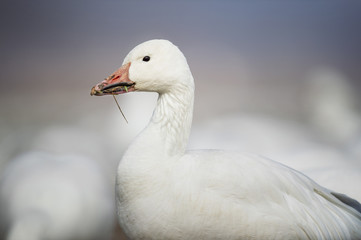 A close up portrait of a Snow Goose in a field of thousands of other snow geese on an overcast winter afternoon.