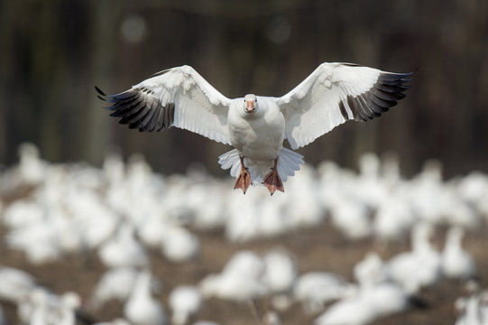 A Snow Goose flies in to land in a field filled with snow geese on an overcast winter day.