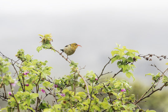 A colorful juvenile Iiwi is perched on a tropical flowering plant on a very foggy day.