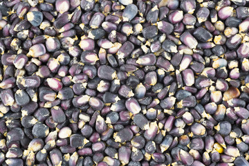 Blue Hominy Background