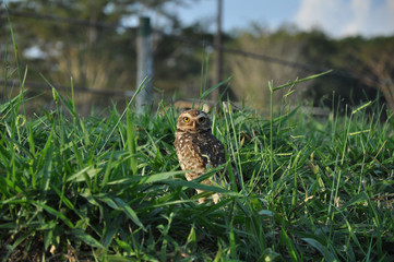 Owl staring at a park
