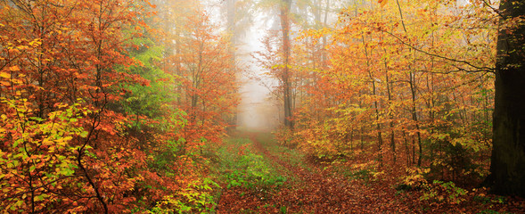 Forest of Beech Trees in Autumn, Fog and Rain, Leaves Changing Colour
