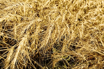 Grain field of wheat before harvest
