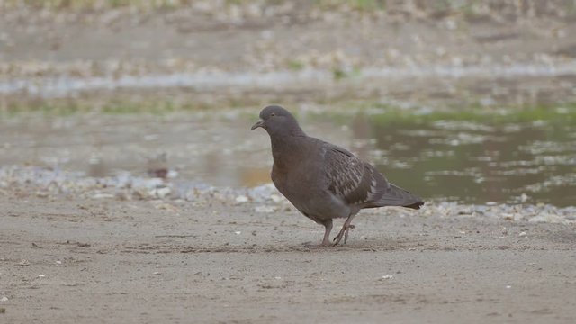 the earth goes pigeon slow motion video