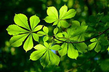 Chestnut Tree Twig, Fresh Green Leaves in Early Spring, selective focus
