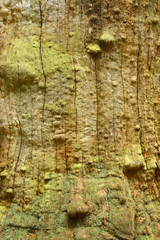 Weathered Wood Surface of Ancient Oak Tree Covered by Moss and Lichen