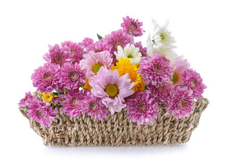 Fototapeta na wymiar chrysanthemums in basket on white background