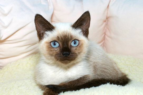Blue eyed siamese kitten sitting very relaxed in a soft light brown and green bed watching viewer curiously without apparent concern.