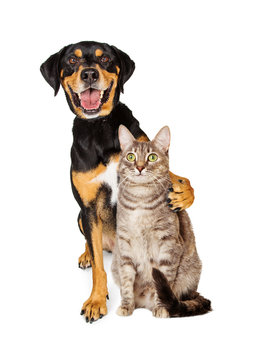 Funny Photo of Dog With Arm Around Cat