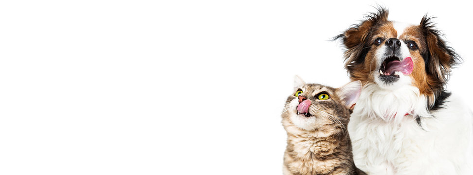 Funny Hungry Cat and Dog Horizontal Banner