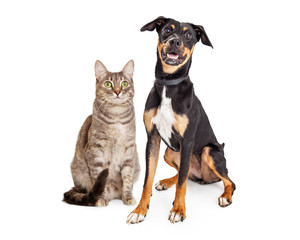 Happy Smiling Tabby Cat and Crossbreed Dog