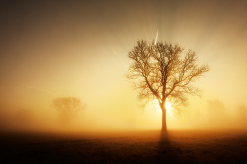 Obraz na płótnie Canvas Solitary Tree on Meadow in Dense Fog at Sunrise
