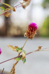 Close up of pink amaranth Flower

