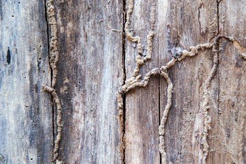 texture wall eat wooden termites
