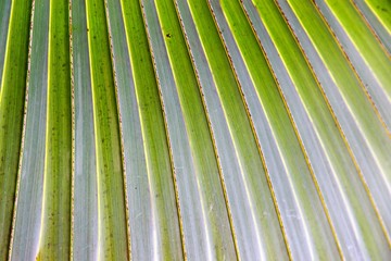 Beautiful Palm Leaf
