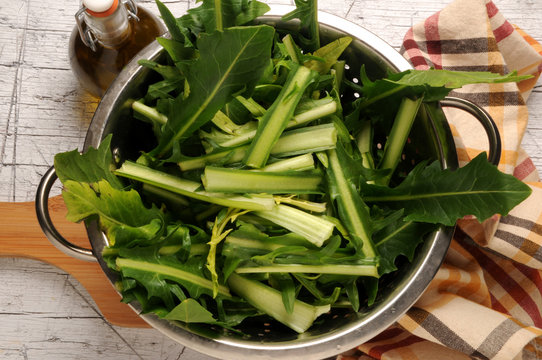 Cichorium intybus Sikuri Kaffif&iacute;fill Chicor&eacute;e am&egrave;re Common chicory Cykoria podr&oacute;żnik Cicoria ചിക്കറി Escarola Gemeine Wegwarte هندباء برية Цикорий обыкновенный Beyaz hindiba 菊苣 Almindelig Cikorie