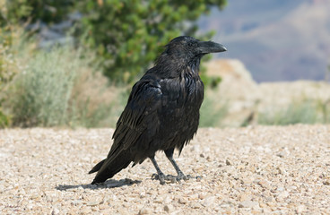 Common raven (Corvus corax).