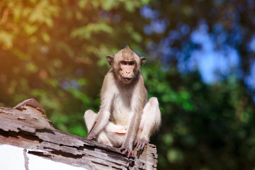 Closeup adorable monkey sitting on roof over blurred nature background.