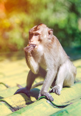 Closeup adorable monkey sitting on roof over blurred nature background.