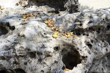 Palm flowers background

