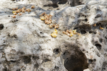 Palm flowers background

