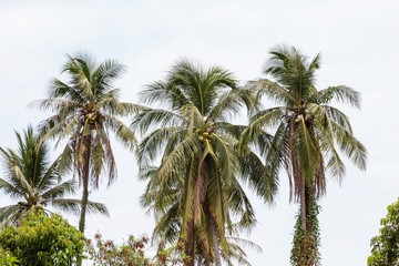 Coconut Palm Trees 