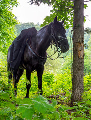 Horse stands tied to a tree