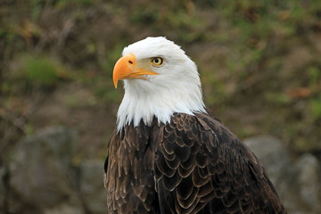 Bald eagle, close