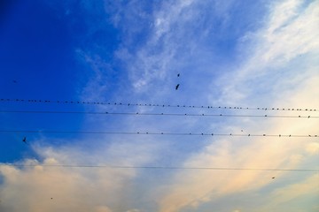 Birds lined up on a telephone lines against blue sky
