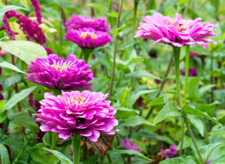 Obraz premium Beautiful flower garden