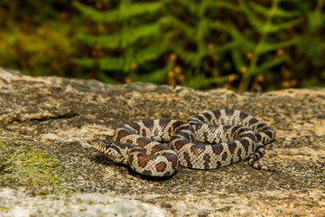 An Eastern Milk Snake in the wild.