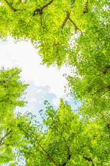 新緑のイチョウ