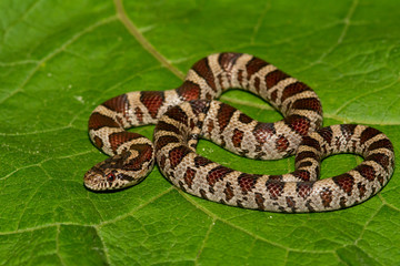 An Eastern Milk Snake isolated on a green leaf.