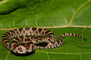 Naklejka premium A close up of an Eastern Milk Snake.