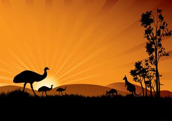 Fototapeta na wymiar emu in sunset