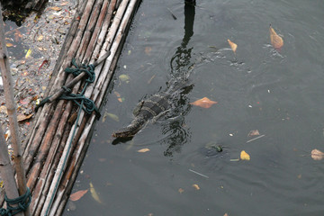 방콕 여행중 만난 물왕도마뱀